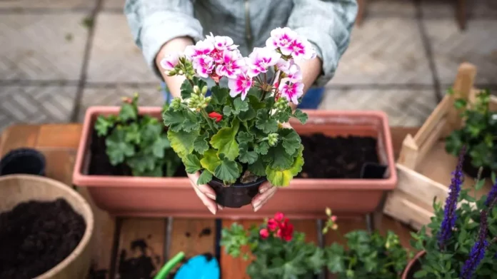 Muscatele-cele-6-avantaje-pentru-care-sunt-cea-mai-buna-alegere-pentru-balcon-si-gradina-1024x683