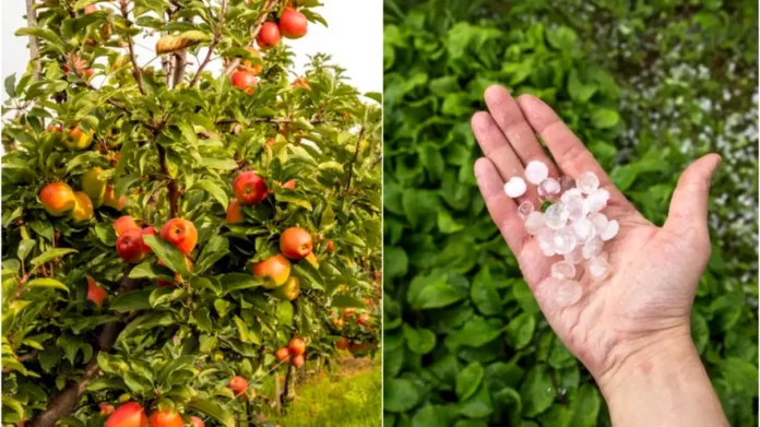 Pomii-loviti-de-grindina-se-pot-usca-in-cateva-saptamani.-Cum-ii-tratezi-ca-sa-nu-i-pierzi-definitiv-1024x683