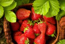 Exemplul unui agricultor din raionul Drochia care mizează pe producție ecologică