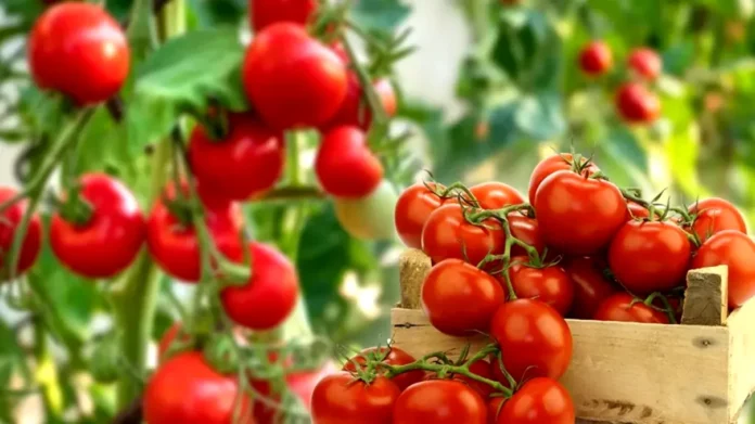 Ce-sa-adaugi-la-radacina-rosiilor-in-luna-iulie-ca-sa-creasca-mari-si-gustoase.jpeg-1024x576