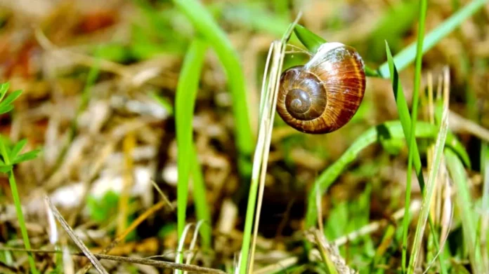 Cum-sa-scapi-definitiv-de-melcii-din-gradina.-Plantele-care-ii-tin-la-distanta-1024x683