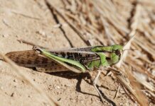 Lăcustele: ce măsuri trebuie întreprinse pentru prevenirea și combaterea