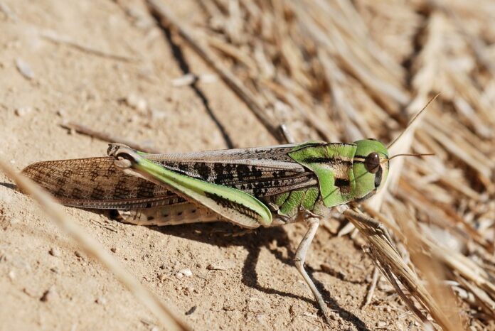 990a848f8f3e33210195d64d3ffc574d_foto-1-1_688a120230997