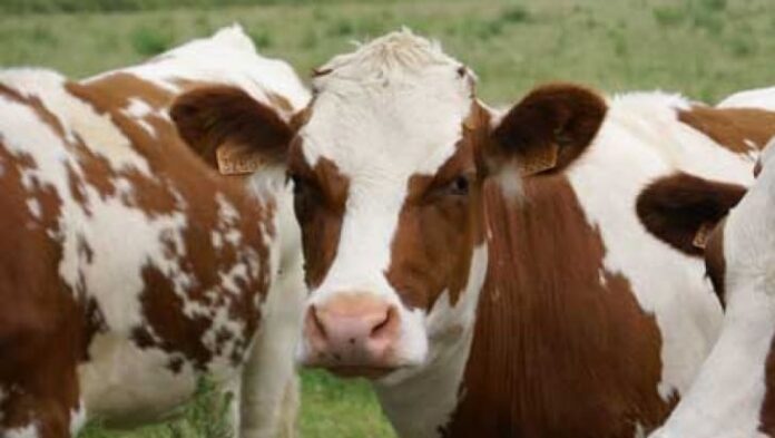 990a848f8f3e33210195d64d3ffc574d_vaci-de-lapte_6878d5ab60e39