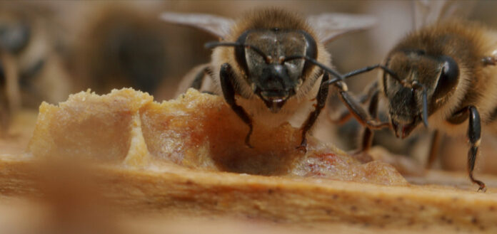 colonia-6-scaled-e1630911369233-1400x661