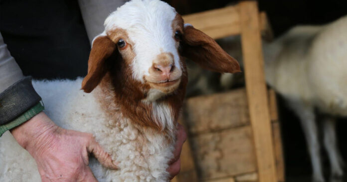 990a848f8f3e33210195d64d3ffc574d_0607d5e026a46192213bd3a94a87a16d_689f246a8e80f