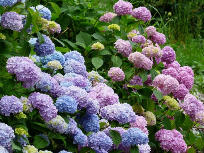hortensia-informatii-sfaturi-ingrijire