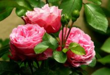 Când se tund trandafirii toamna și cum să ai flori frumoase