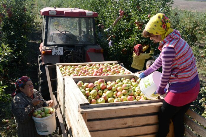 1culesul merelor (120)