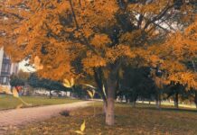 Meteo, 3 decembrie 2025: vreme posomorâtă și sunt posibile ploi de scurtă durată