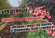 В сети распространяют фейк о «гниющих яблоках» в молдавских садах
