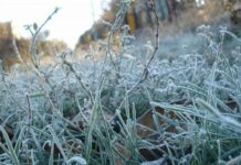 Meteo: Codul Galben de îngheț a fost prelungit și pentru mâine, 1 mai 2026