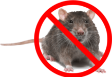 RER Sud continuă programul de deratizare în Buzău