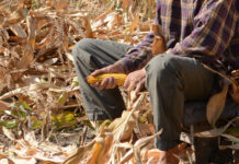 Judecată pentru porumb în comuna Vărăncău: conflict vechi, amendă nouă