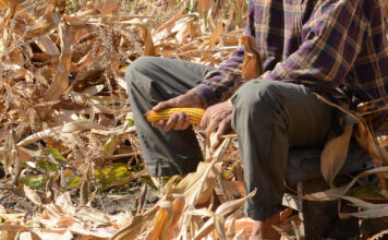 Judecată pentru porumb în comuna Vărăncău: conflict vechi, amendă nouă