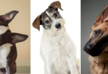 De ce își înclină câinii capul?