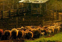 „Miorița” de Florești: și-a înjunghiat consăteanul la stână