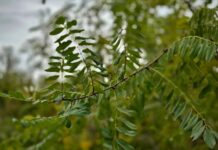 Mai multe organizații de mediu cer stoparea extinderii plantațiilor de salcâm și revenirea la împădurirea cu specii autohtone