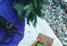 Un lotr de 7.500 kilograme de mărar proaspăt, de import, a fost nimicit de Agenția Națională pentru Siguranța Alimentelor