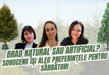 Brad natural sau artificial? Sorocenii aleg între tradiție și confort