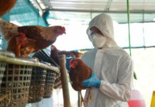 Cerințe mai stricte de biosecuritate pentru protejarea sectorului avicol – ANSA avertizează fermierii despre riscul ridicat de gripă aviară