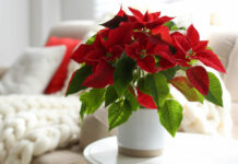 Crăciunița – cum să o păstrezi frumoasă pe toată durata sărbătorilor