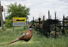 Vânătoare de fazani în…cimitir? Cineva este nebun – ori „vânătorii”, ori „martorii”…