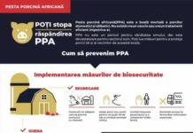 Cum să ținem Pesta Porcină Africană la distanță – Sănătatea animalelor este vitală pentru protejarea sănătății publice