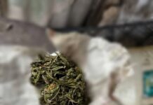 La un bărbat de 38 de ani, din satul Trifăuți, a fost depistată o masă vegetală mirositoare de marijuana