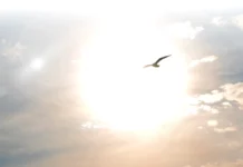 Pasărea care zboară la cea mai mare înălțime. Una a lovit un avion la 11.300 de metri altitudine