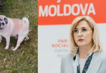 Câine de rasă dispărut la Soroca: familia deputatei Alla Pilipețcaia cere ajutorul comunității
