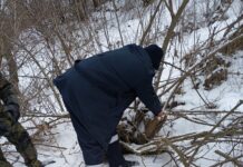 Tăiere ilegală de arbori la Cosăuți: intervenție promptă a inspectorilor de mediu și Poliției de Frontieră