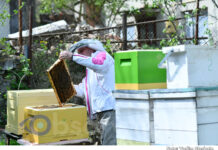 Veste bună pentru apicultori! Aceștia pot accesa finanțare de până la 150.000 de euro pentru investiții în producerea și procesarea mierii