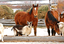 Măsuri obligatorii pentru protecția animalelor în perioada cu temperaturi extrem de joase