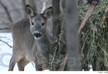 Dina, căprioara care nu se teme de zgomotul ATV-ului / VIDEO
