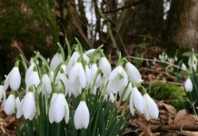 Cumpărând ghiocei, pe acostamentul traseului național Chișinău-Soroca, km.37-39, contribui indirect la distrugerea lor