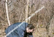 Patru cetățeni din Bădiceni au tăiat, ilegal, 64 de arbori la Holoșnița