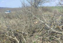 În extravilanul satului Gribova au fost depistate tăieri ilegale a 80 de arbori de specia nuc