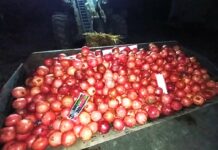 Un lot de 18 900 kg de rodii neconforme a fost depistat la frontiera de stat