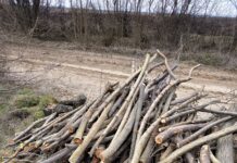 Doi locuitori ai satului Nimereuca au tăiat ilegal 32 de arbori, provocând mediului un prejudiciu de 3.200 de lei