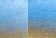 Pete suspecte, observate pe râul Nistru: Ministerul Mediului cunoaște despre caz