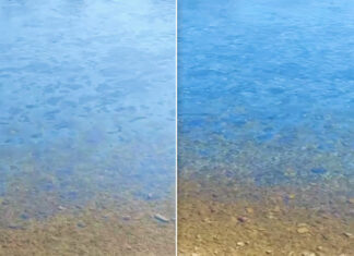 Pete suspecte, observate pe râul Nistru: Ministerul Mediului cunoaște despre caz