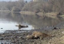 Păsări moarte descoperite pe malul Nistrului, lângă Cetatea Soroca