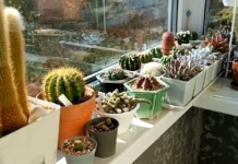 De ce să pulverizezi oțet pe balcon. Trucul simplu pe care multe gospodine îl folosesc primăvara și vara