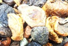 Peste 10 tone de fructe uscate de import returnate de ANSA la frontieră