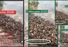 FALS de la deputatul Țîrdea: Racii „fug” din cauza petrolului deversat în Nistru