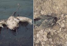 Păsări moarte, observate pe malul Nistrului. Ministerul Mediului: „Inspectorii sunt în teren”