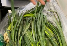 Două loturi de legume: 6 840 kg de salată Iceberg și 3 960 kg ceapă verde au fost nimicite