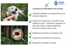 Atenție la căpușe: recomandările ANSP pentru a reduce riscul expunerii la înțepăturile de căpușe