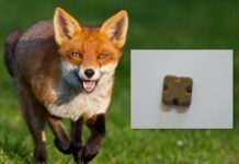 Start vaccinării antirabice a vulpilor. Recomandări importante pentru populație